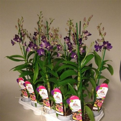 Dendrobium sa-nook blue happiness