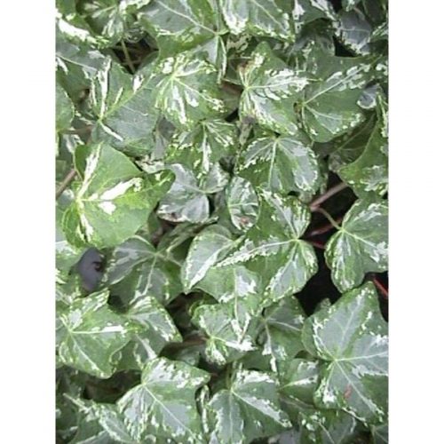 Hedera helix kolibri