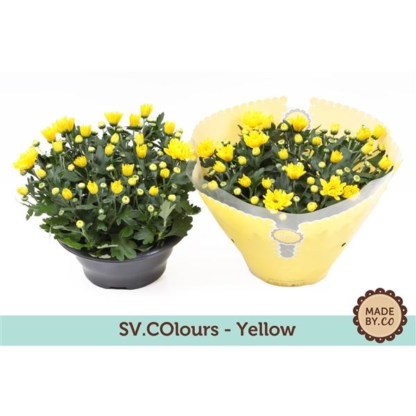 Chrysanthemum ind. tapas time 1 Chrysanthemum ind. tapas time