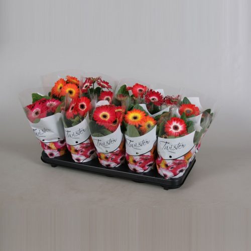 Gerbera mix twister