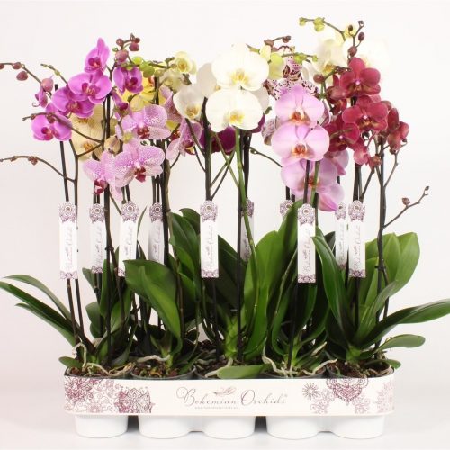 Phalaenopsis mix bohemian