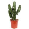 Euphorbia erytrea can27 3 Euphorbia erytrea can27 2