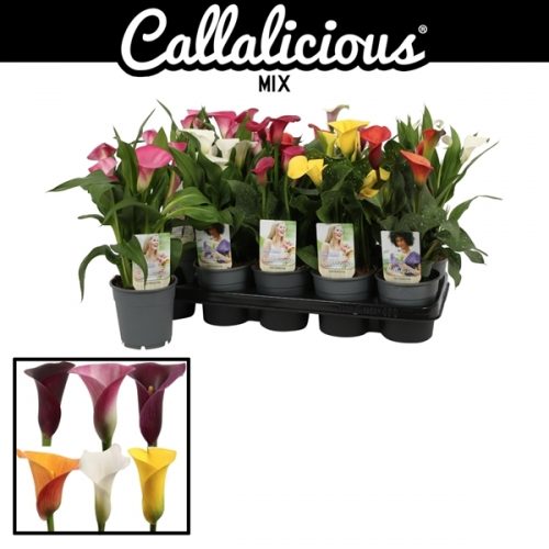 Zantedeschia mix extra