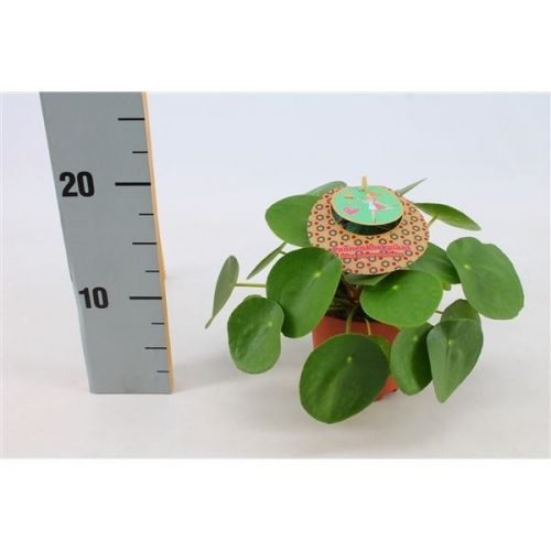 Pilea peperomioides