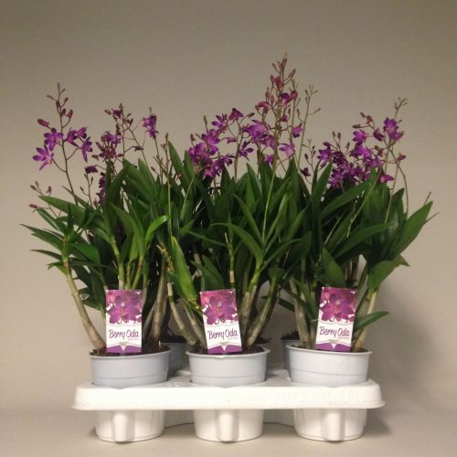 Dendrobium berry oda