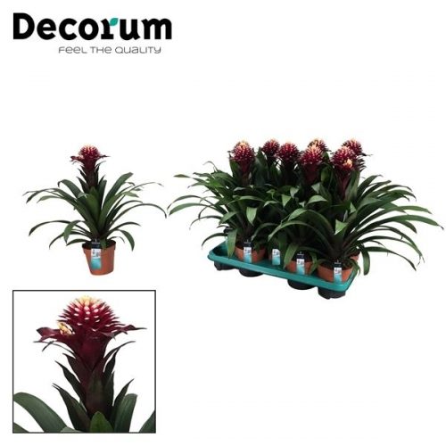 Guzmania francesca paars wit		-	9	-	Adet