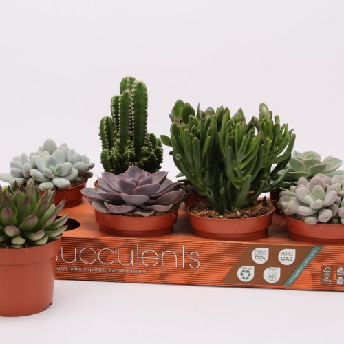 Succulenten mix