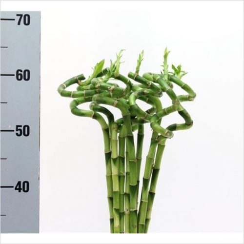 Dracaena lucky bamboo spiraal 60 cm