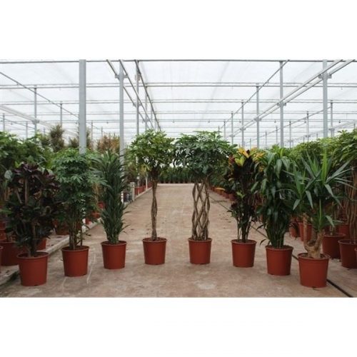 Kamerplanten mix kar 1425
