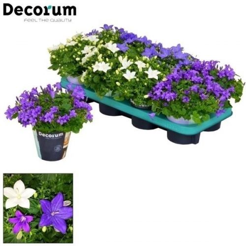 Campanula isoph. mix