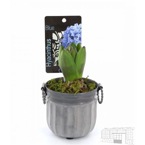 Hyacinthus orientalis mix