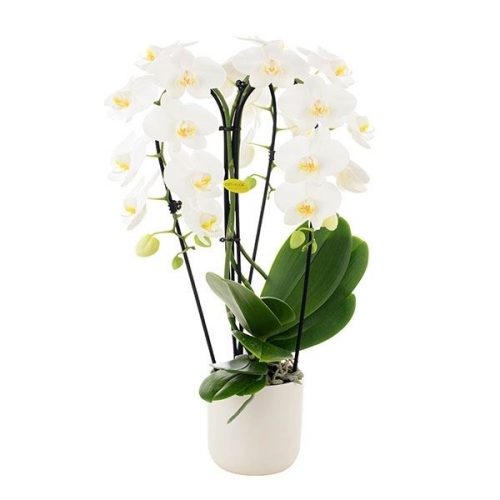 Phalaenopsis cascade wit