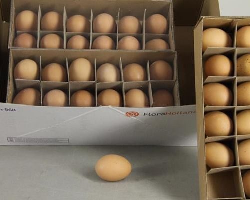 Egg Chicken Brown Box(12pcs) - Decoratiemateriaal (h%)