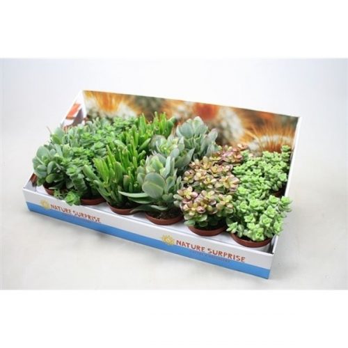 Crassula mix