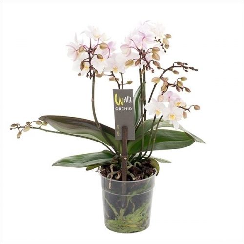 Phalaenopsis multiflora wild wit roze