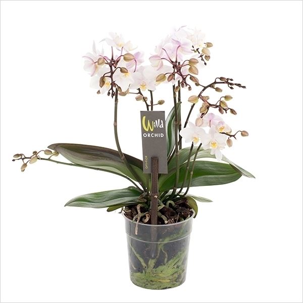 Phalaenopsis multiflora wild wit roze 1 Phalaenopsis multiflora wild wit roze