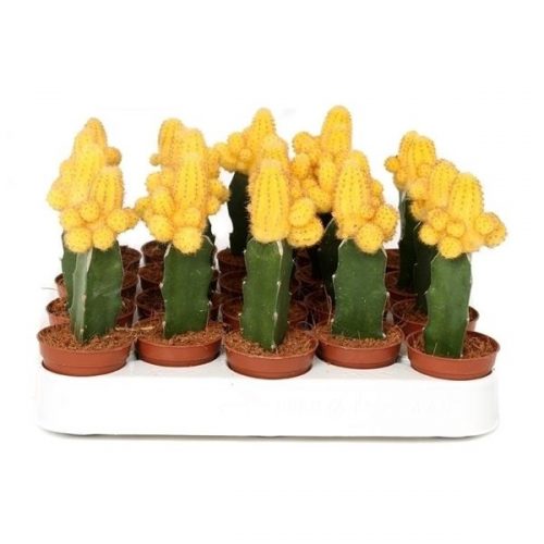 Chamaecereus silvestrii geent