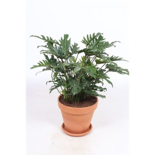Philodendron xanadu