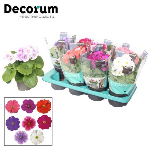 Primula obconica touch me mix		-	8	-	Adet