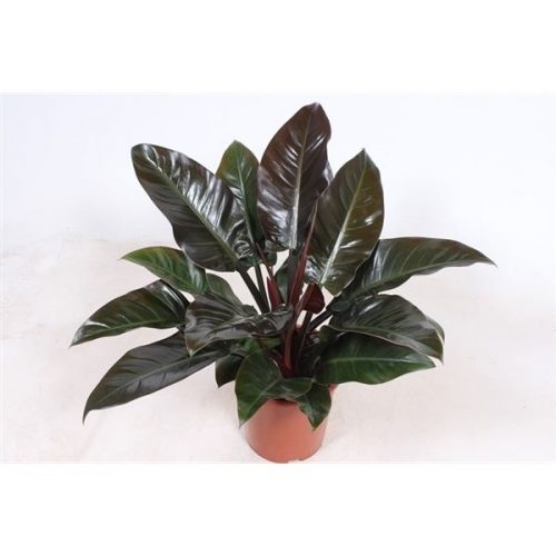 Philodendron imperial red