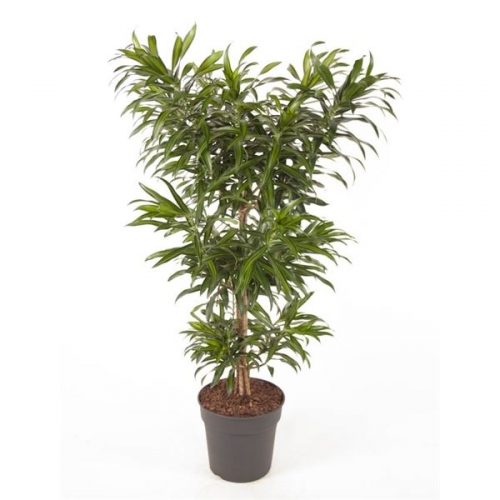 Dracaena reflexa song of jamaica