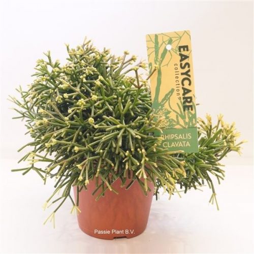 Rhipsalis clavata easy sweety
