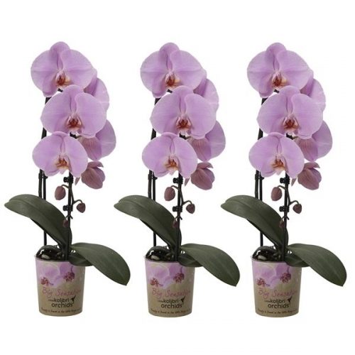 Phalaenopsis multiflora kolibri big sensation roze