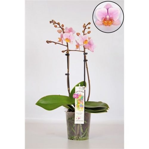 Phalaenopsis multiflora roze