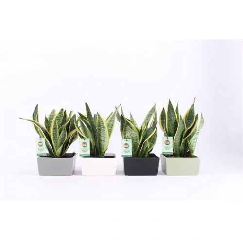 Sansevieria trifasciata futura superba
