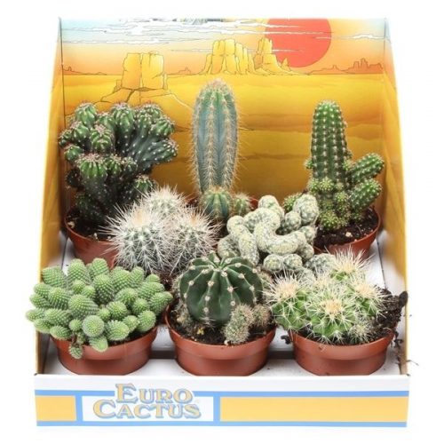 Cactus mix in showdoos pv8001
