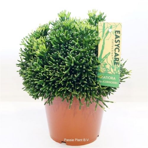 Hatiora salicornioides