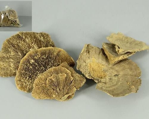 Sponge Mushroom Bag 500g. Nat. - Decoratiemateriaal (h%)