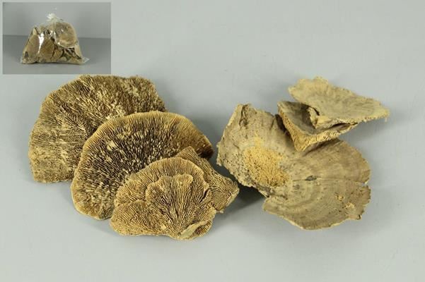 Sponge Mushroom Bag 500g. Nat. - Decoratiemateriaal (h%) 1 Sponge Mushroom Bag 500g. Nat. - Decoratiemateriaal (h%)