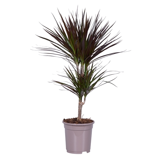 Dracaena marg. magenta 30-10 1 Dracaena marg. magenta 30-10