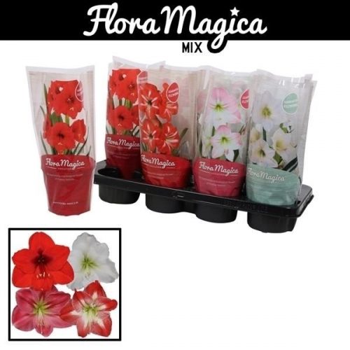 Hippeastrum mix standaard