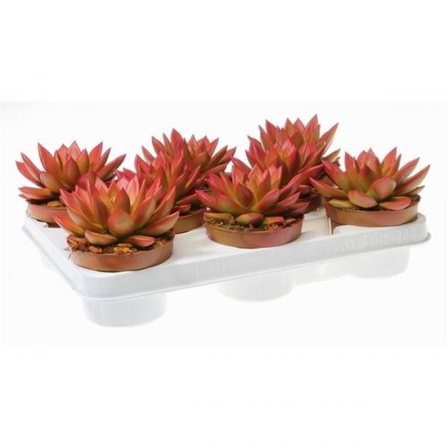 Echeveria miranda rainbow zalm zg104465