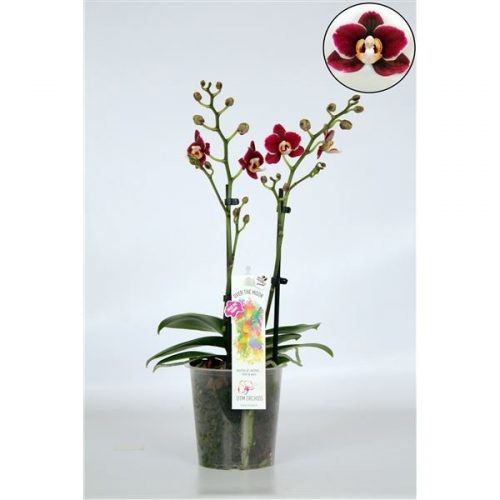 Phalaenopsis multiflora mix 212852