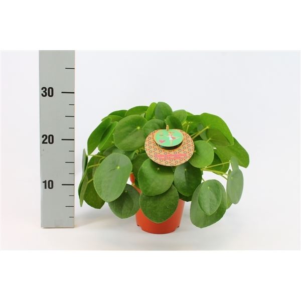 Pilea peperomioides 1 Pilea peperomioides