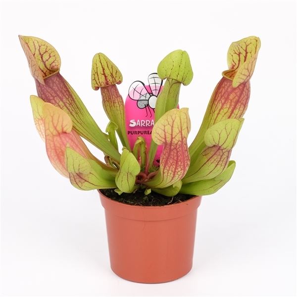 Sarracenia purpurea hybride 1 Sarracenia purpurea hybride
