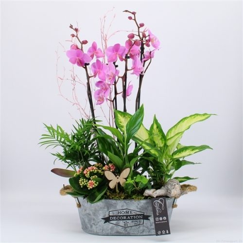 Phal-2039rz phalaenopsis creatie	-	2	-	Adet