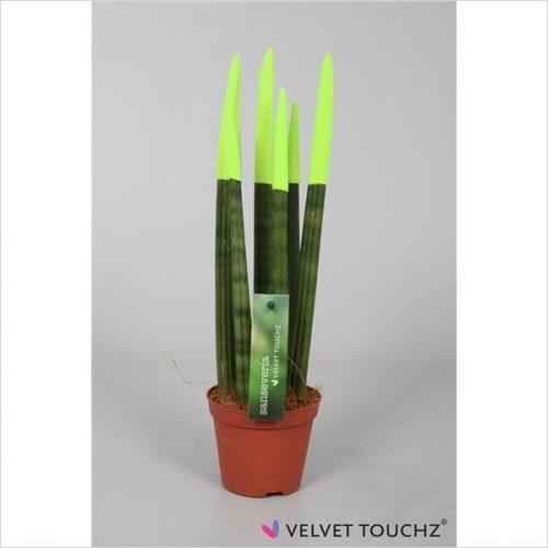 Sansevieria cylindrica spaghetti velvet svt09zk04