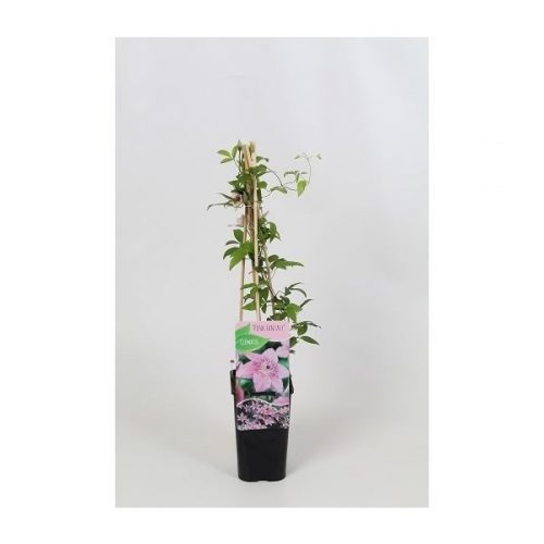 Clematis pink fantasy