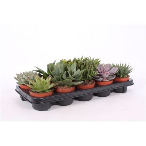 Succulenten mix suc510