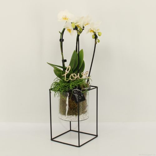 Phalrm-2021w romantic phalaenopsis	-	3	-	Adet