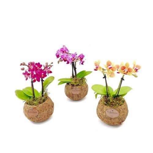 Kokodama phalaenopsis mix kd12orch2t