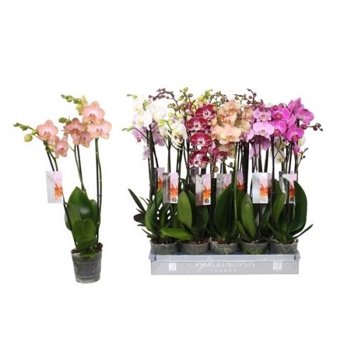 Phalaenopsis mix 6 kleuren