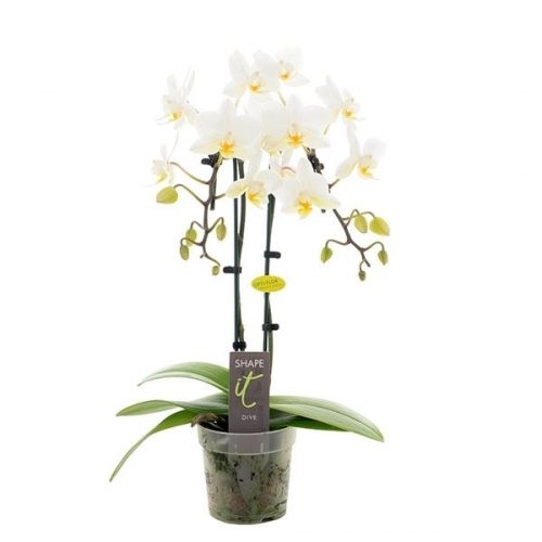 Phalaenopsis multiflora dive shape-it