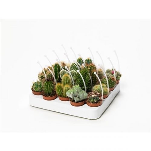 Cactus mix