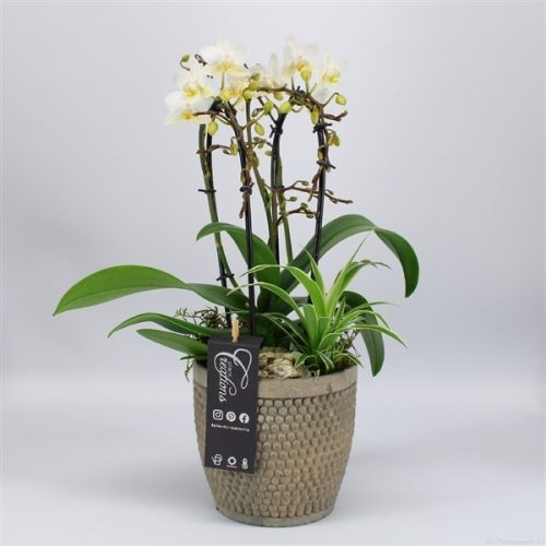 Phal-2010w phalaenopsis creatie	-	8	-	Adet