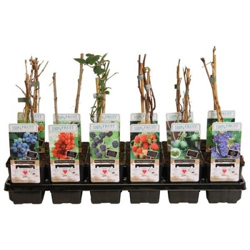 Fruitbomen mix tray budget